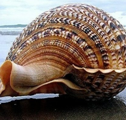 Светлана Лисицкая